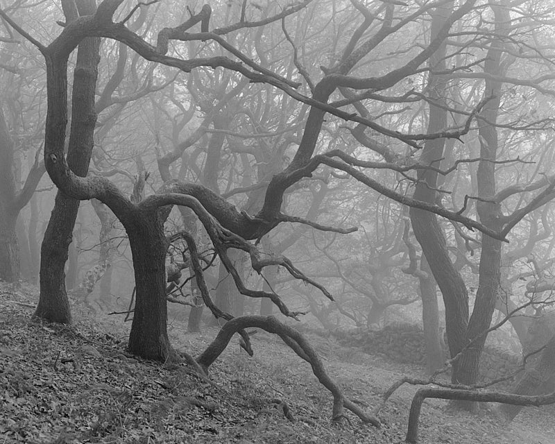 Black and White Photography